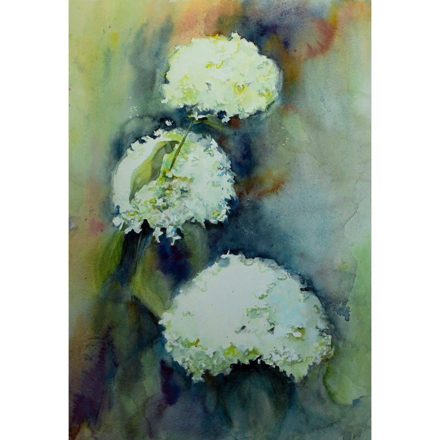 White hydrangeas-2